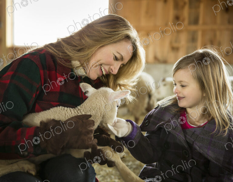An Organic Farm in Winter in Cold Spring, New York State. Livestock overwintering. A…