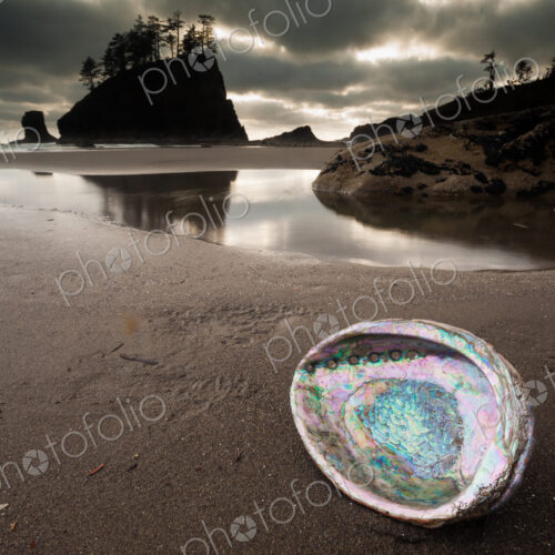 An abalone shell on Second beach, Olympic National Park, Washington, USA An abalone shell on Second beach, Olympic National Park, Washington, USA