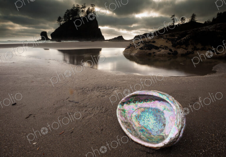 An abalone shell on Second beach, Olympic National Park, Washington, USA