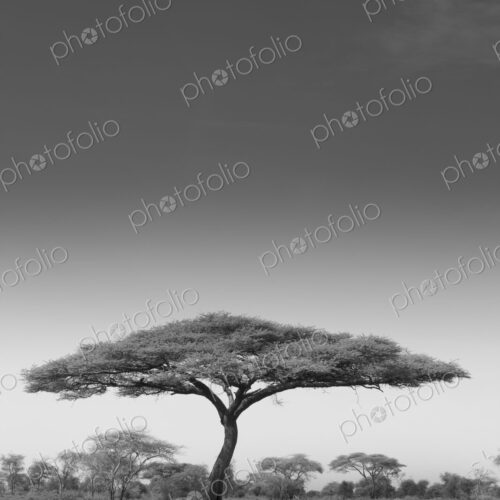 An acacia tree in Serengeti National Park, Tanzania An acacia tree in Serengeti National Park, Tanzania