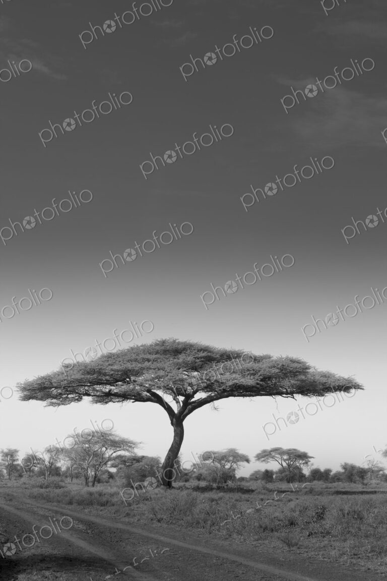 An acacia tree in Serengeti National Park, Tanzania