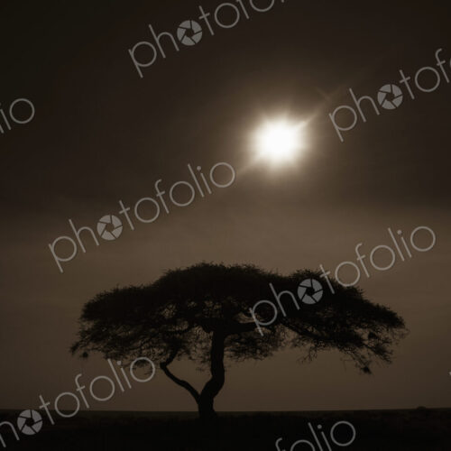 An acacia tree in Serengeti National Park at sunset in Tanzania An acacia tree in Serengeti National Park at sunset in Tanzania