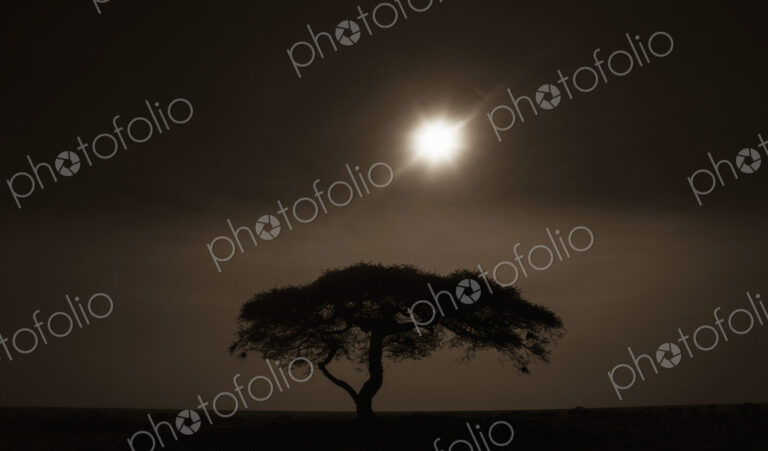 An acacia tree in Serengeti National Park at sunset in Tanzania