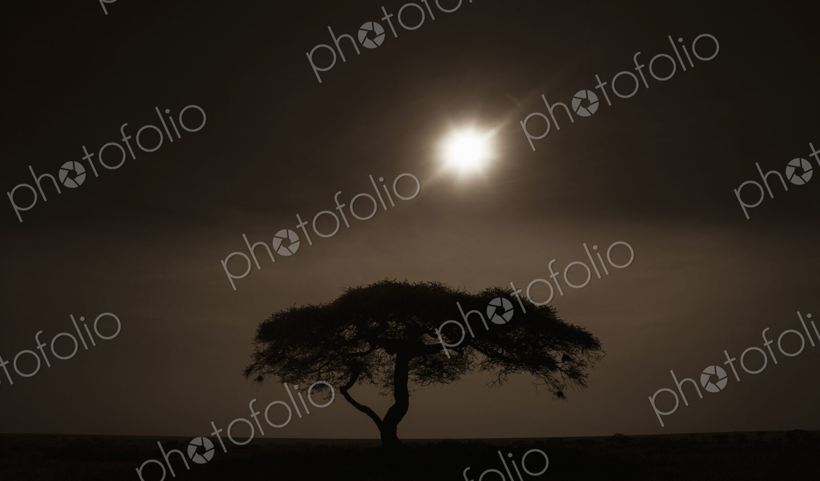 An acacia tree in Serengeti National Park at sunset in Tanzania