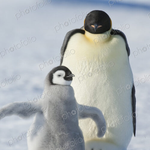 An adult Emperor penguin and a smaller fluffy penguin chick spreading its flippers out. An adult Emperor penguin and a smaller fluffy penguin chick spreading its flippers out.