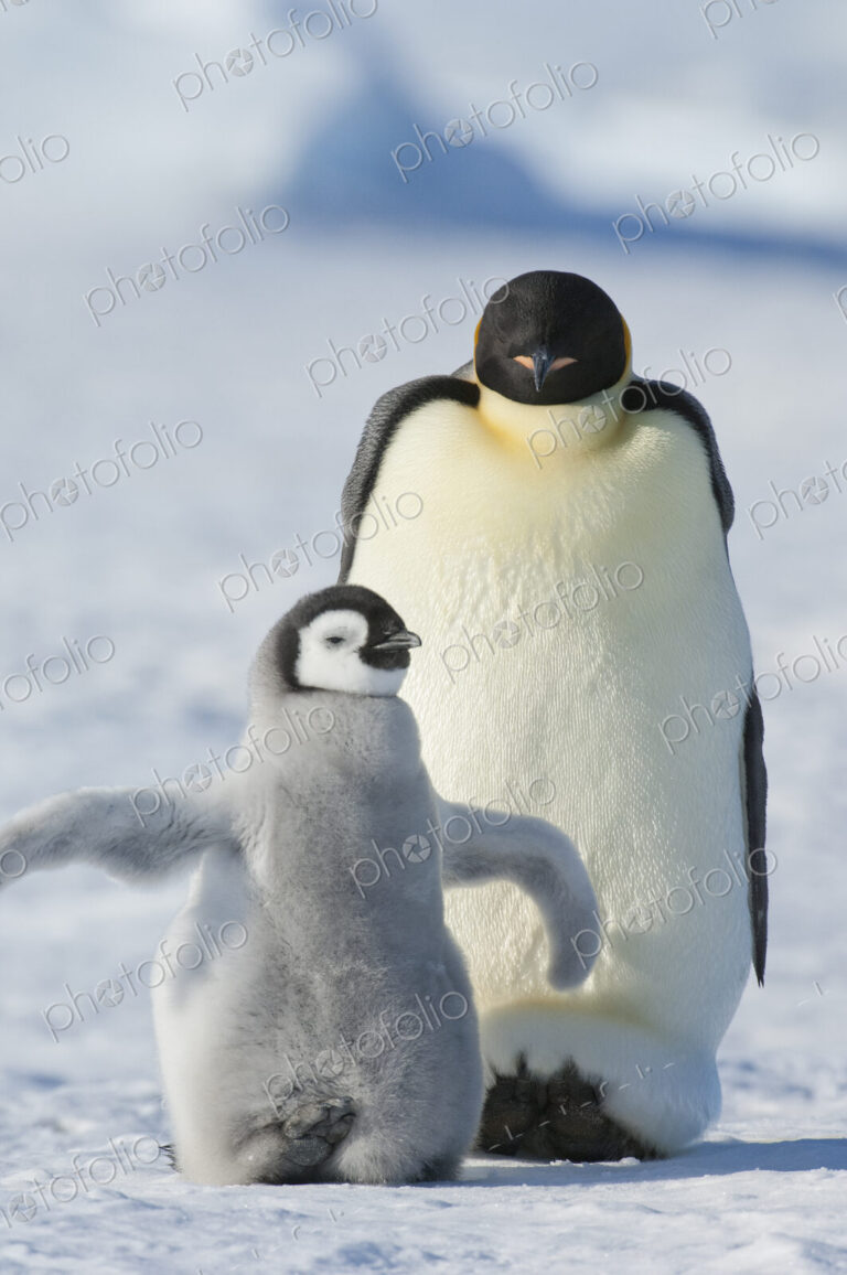An adult Emperor penguin and a smaller fluffy penguin chick spreading its flippers out.