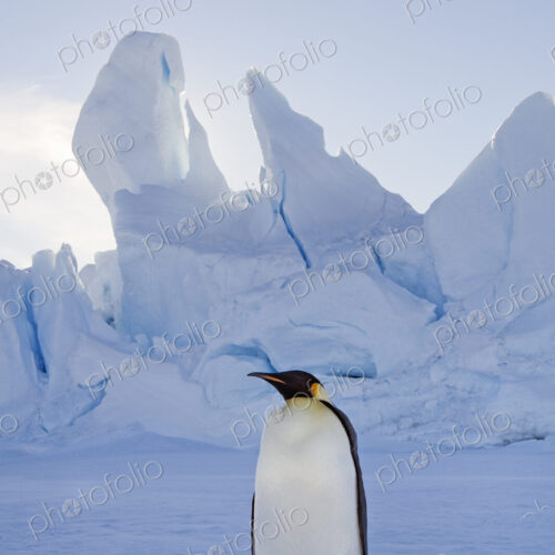 An adult Emperor penguin standing on the ice in shadow, with head turned sideways, on… An adult Emperor penguin standing on the ice in shadow, with head turned sideways, on…