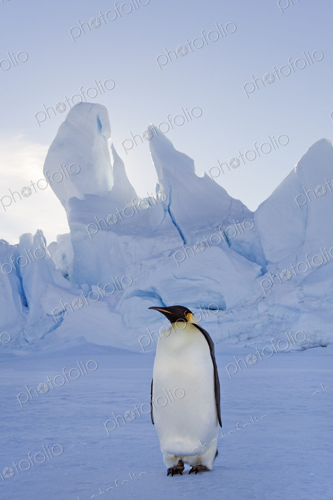 An adult Emperor penguin standing on the ice in shadow, with head turned sideways, on…