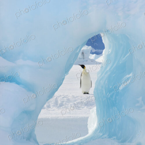 An adult Emperor penguin standing on the ice on Snow Hill island. Seen through an ice… An adult Emperor penguin standing on the ice on Snow Hill island. Seen through an ice…