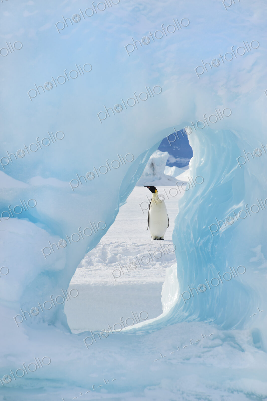 An adult Emperor penguin standing on the ice on Snow Hill island. Seen through an ice…