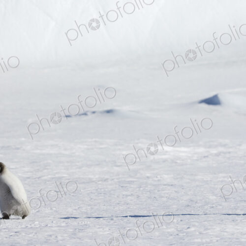An adult Emperor penguin watching over a baby chick on the ice on Snow Hill island. An adult Emperor penguin watching over a baby chick on the ice on Snow Hill island.