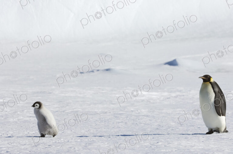 An adult Emperor penguin watching over a baby chick on the ice on Snow Hill island.