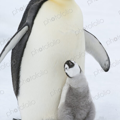 An adult Emperor penguin with a small chick nuzzling up, and looking upwards. An adult Emperor penguin with a small chick nuzzling up, and looking upwards.