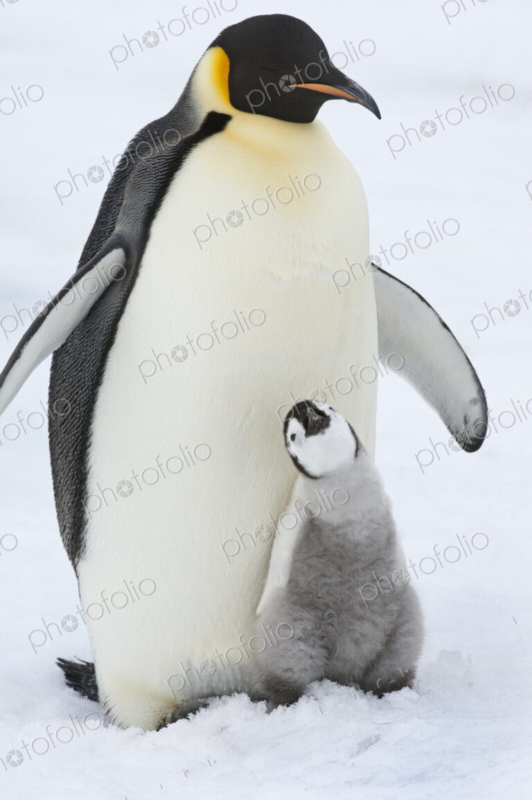 An adult Emperor penguin with a small chick nuzzling up, and looking upwards.