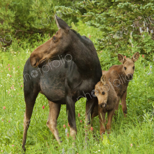 An adult female moose with two calves. Alces alces, in the Albion basin, of the… An adult female moose with two calves. Alces alces, in the Albion basin, of the…