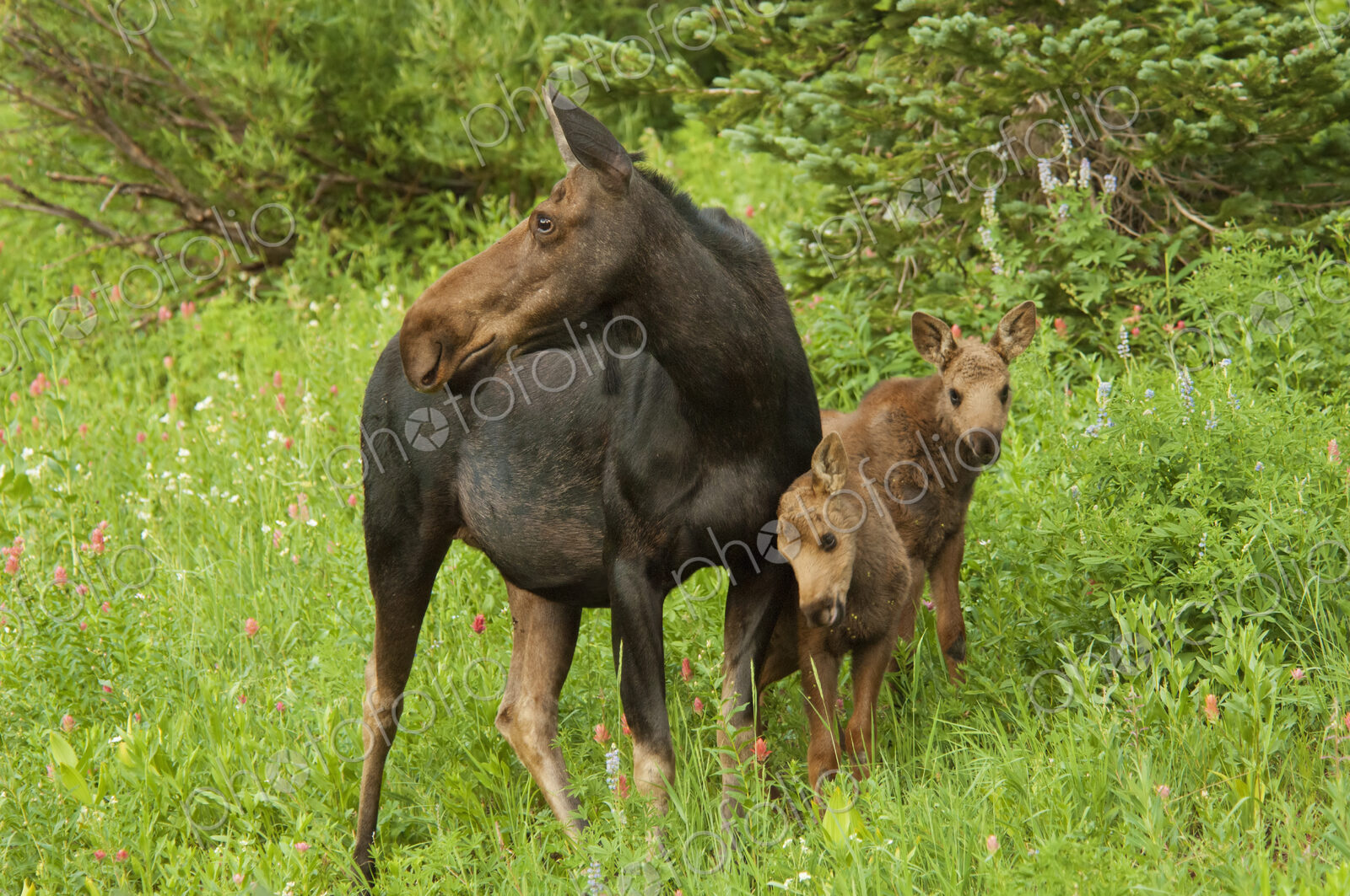 An adult female moose with two calves. Alces alces, in the Albion basin, of the…
