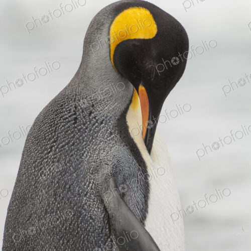 An adult king penguin, Aptenodytes patagonicus, on South Georgia Island.