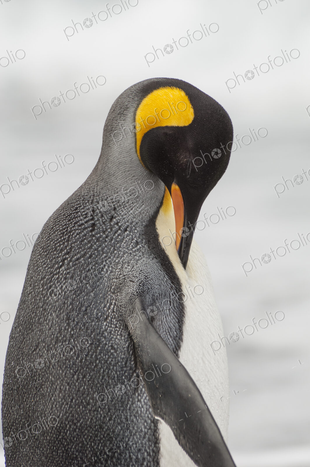 An adult king penguin, Aptenodytes patagonicus, on South Georgia Island.