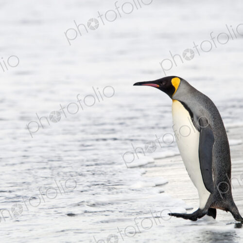 An adult king penguin, Aptenodytes patagonicus, on South Georgia Island.