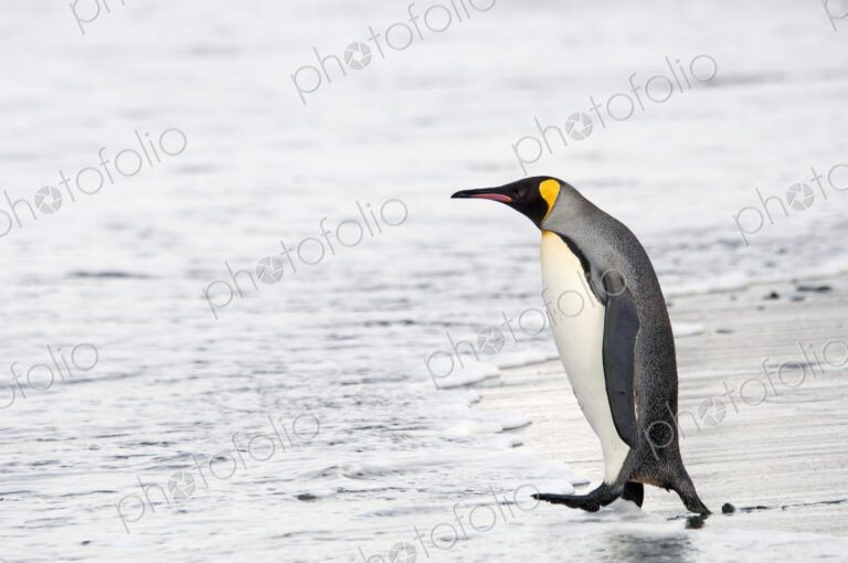 An adult king penguin, Aptenodytes patagonicus, on South Georgia Island.