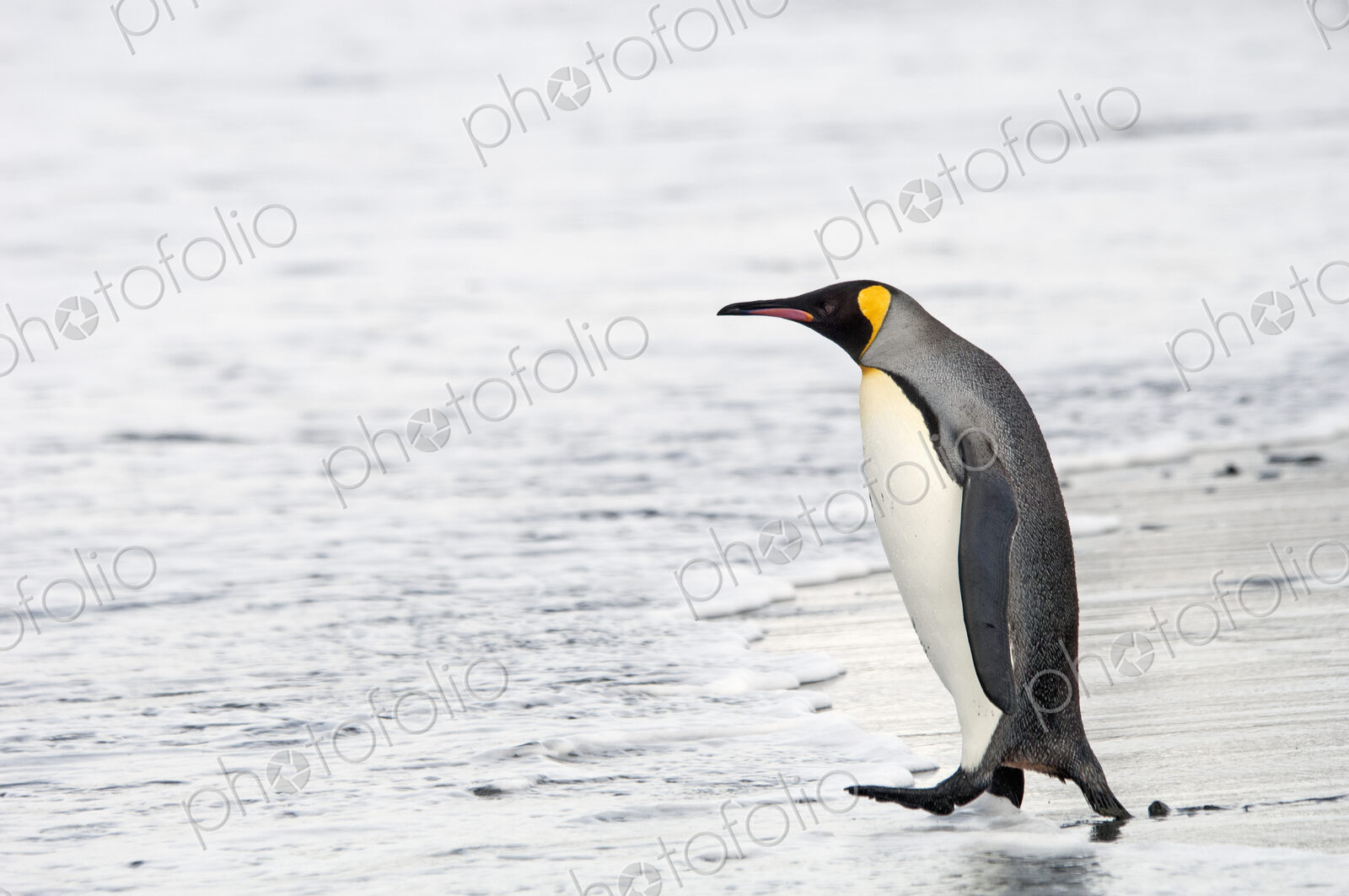 An adult king penguin, Aptenodytes patagonicus, on South Georgia Island.