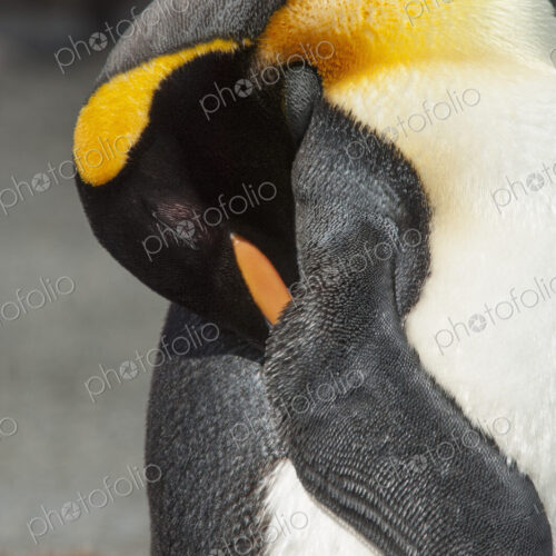 An adult king penguin, Aptenodytes patagonicus, on South Georgia Island.