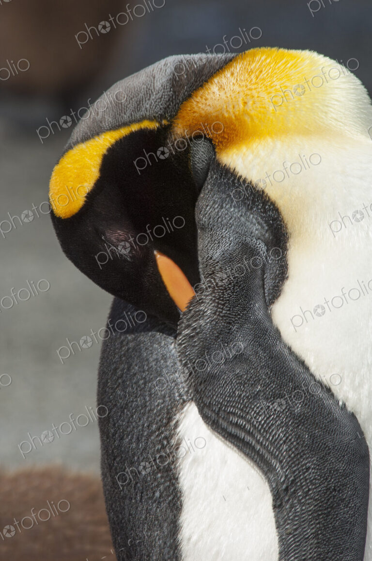 An adult king penguin, Aptenodytes patagonicus, on South Georgia Island.