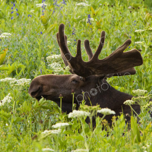 An adult moose. Alces alces. Grazing in the long grass in the Albion basin, of the… An adult moose. Alces alces. Grazing in the long grass in the Albion basin, of the…