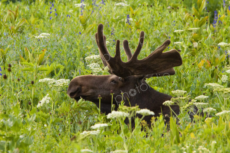 An adult moose. Alces alces. Grazing in the long grass in the Albion basin, of the…
