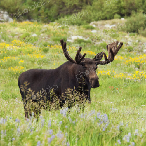 An adult moose. Alces alces. Grazing in the long grass in the Albion basin, of the… An adult moose. Alces alces. Grazing in the long grass in the Albion basin, of the…