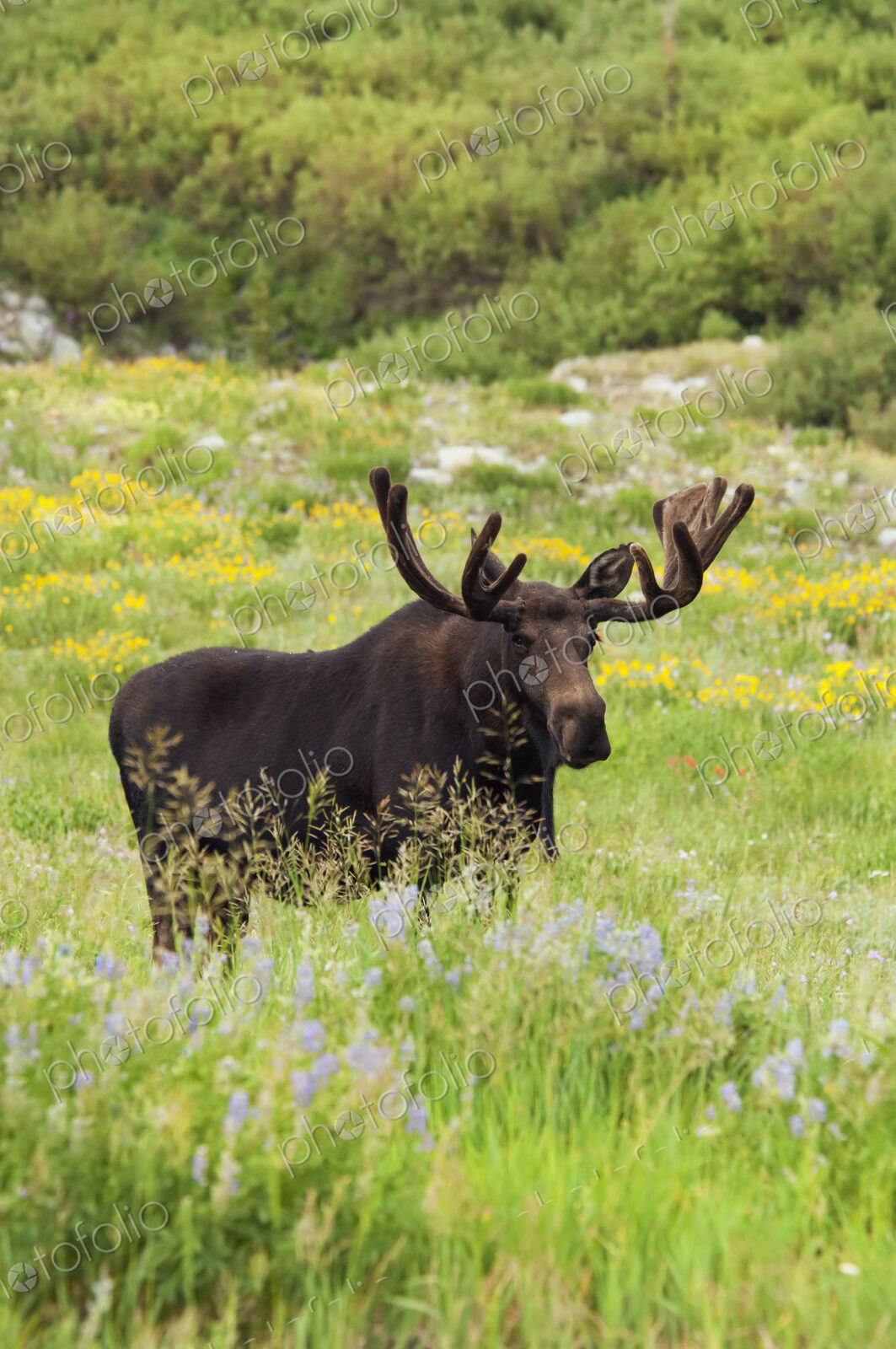 An adult moose. Alces alces. Grazing in the long grass in the Albion basin, of the…