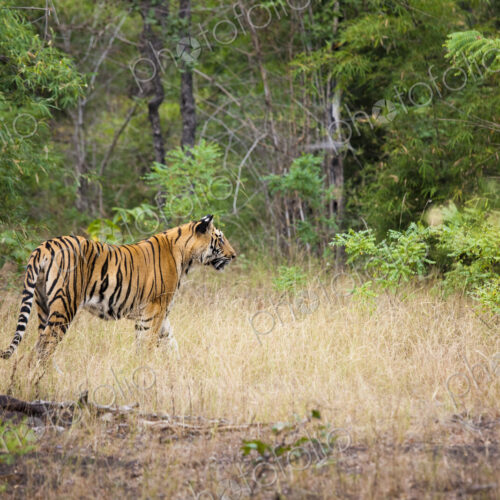 An adult tiger in Bandhavgarh National Park, India
