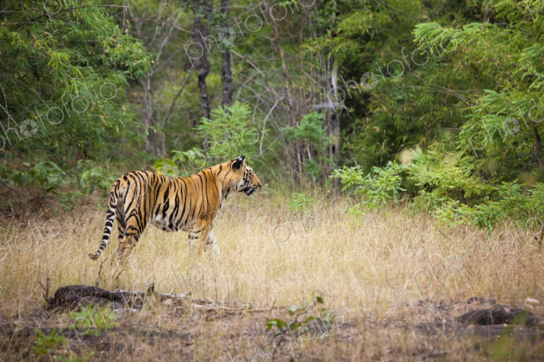 An adult tiger in Bandhavgarh National Park, India