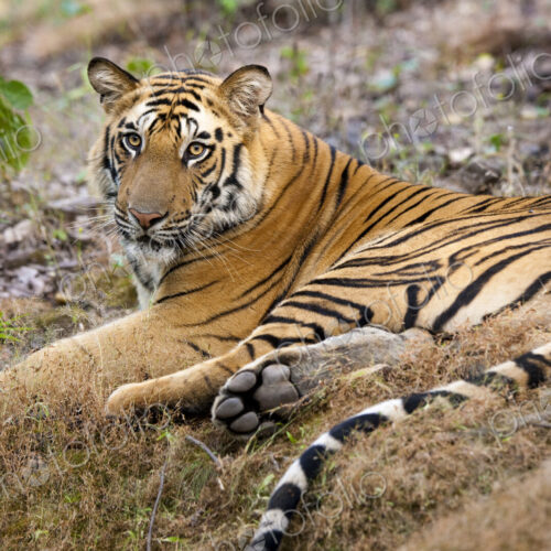 An adult tiger in Bandhavgarh National Park, lying on the ground.