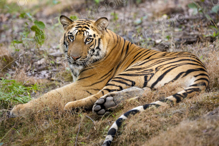 An adult tiger in Bandhavgarh National Park, lying on the ground.