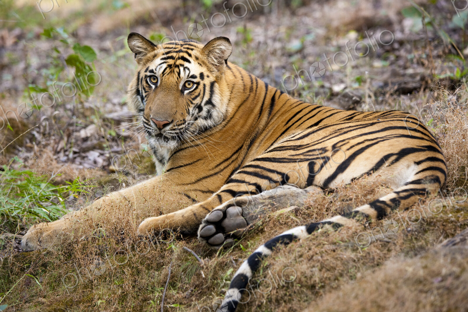 An adult tiger in Bandhavgarh National Park, lying on the ground.