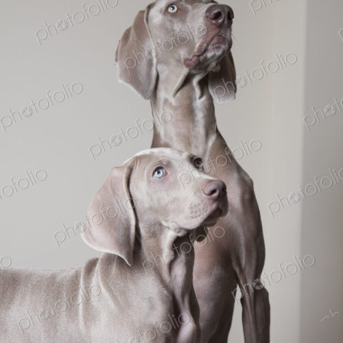 An adult weimaraner dog and a puppy. Two dogs side by side looking up. An adult weimaraner dog and a puppy. Two dogs side by side looking up.