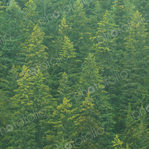 An aerial view of the tops of the evergreen trees in a forest.