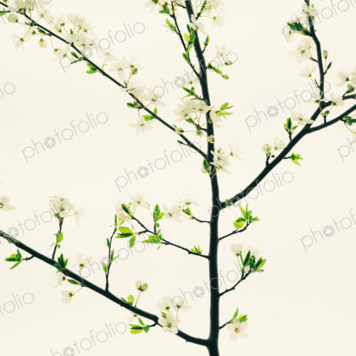 An apple tree blossoming and growing in the spring time. An apple tree blossoming and growing in the spring time.