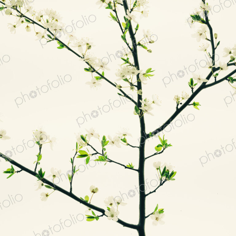 An apple tree blossoming and growing in the spring time.
