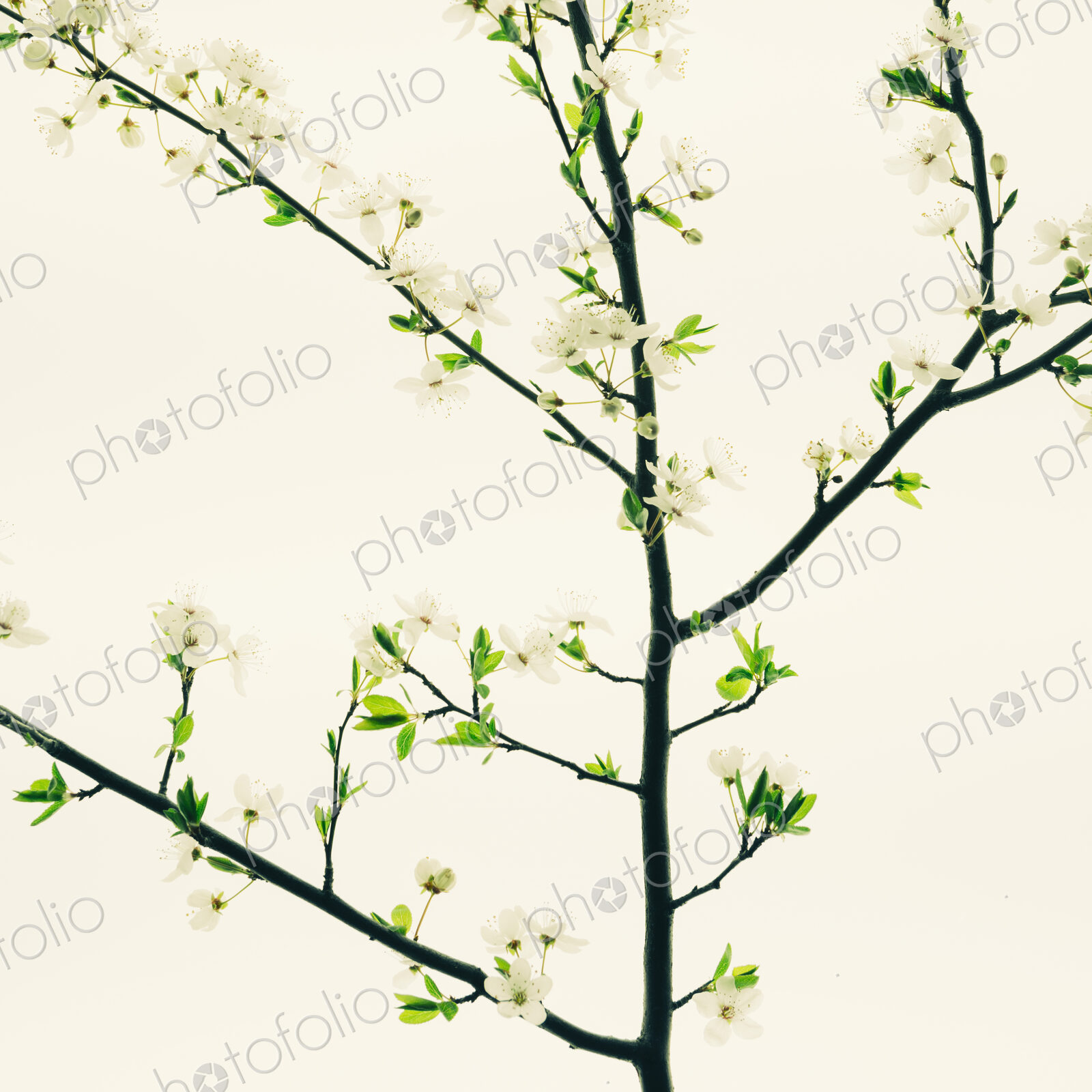 An apple tree blossoming and growing in the spring time.