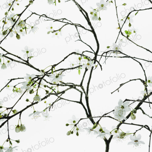 An apple tree blossoming and growing in the spring time. Green leaves and white… An apple tree blossoming and growing in the spring time. Green leaves and white…