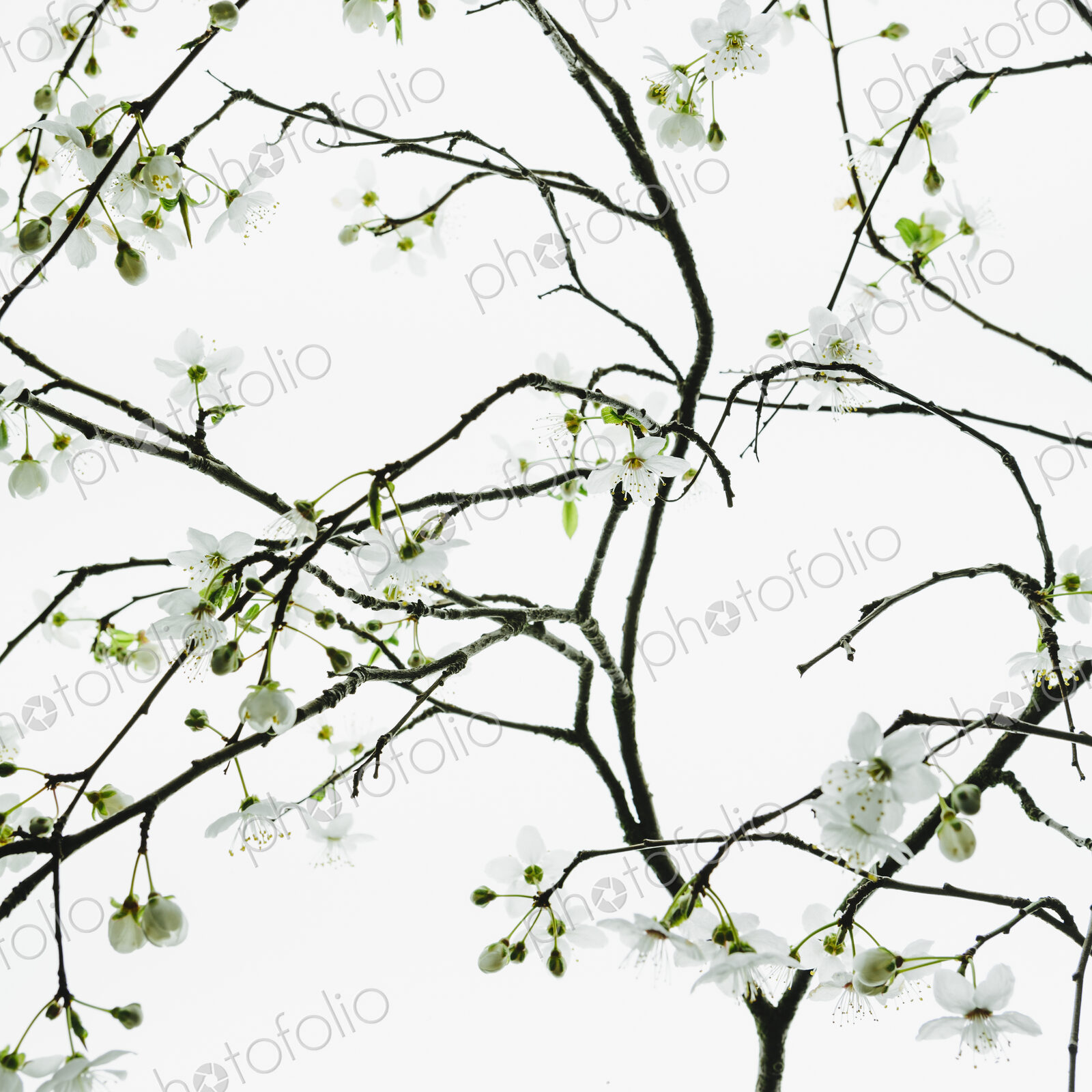 An apple tree blossoming and growing in the spring time. Green leaves and white…