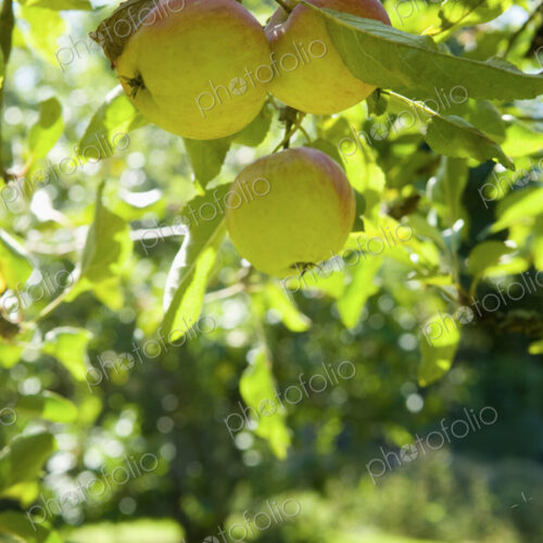 An apple tree on a farm. An apple tree on a farm.
