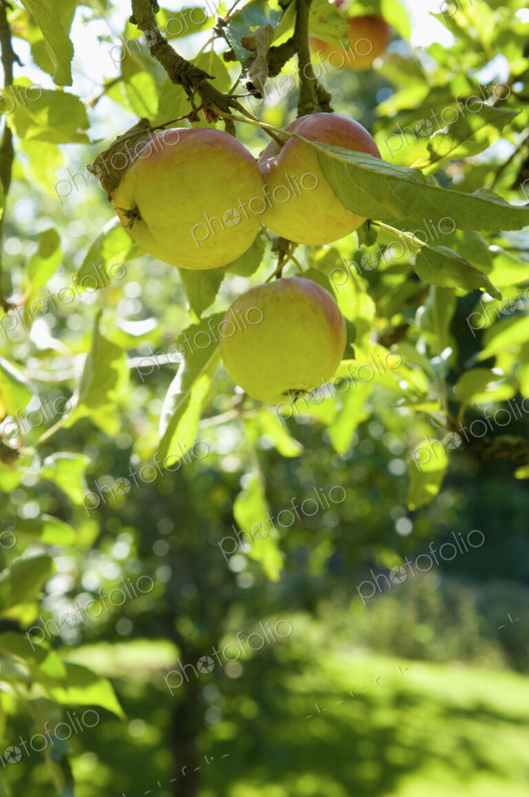 An apple tree on a farm.
