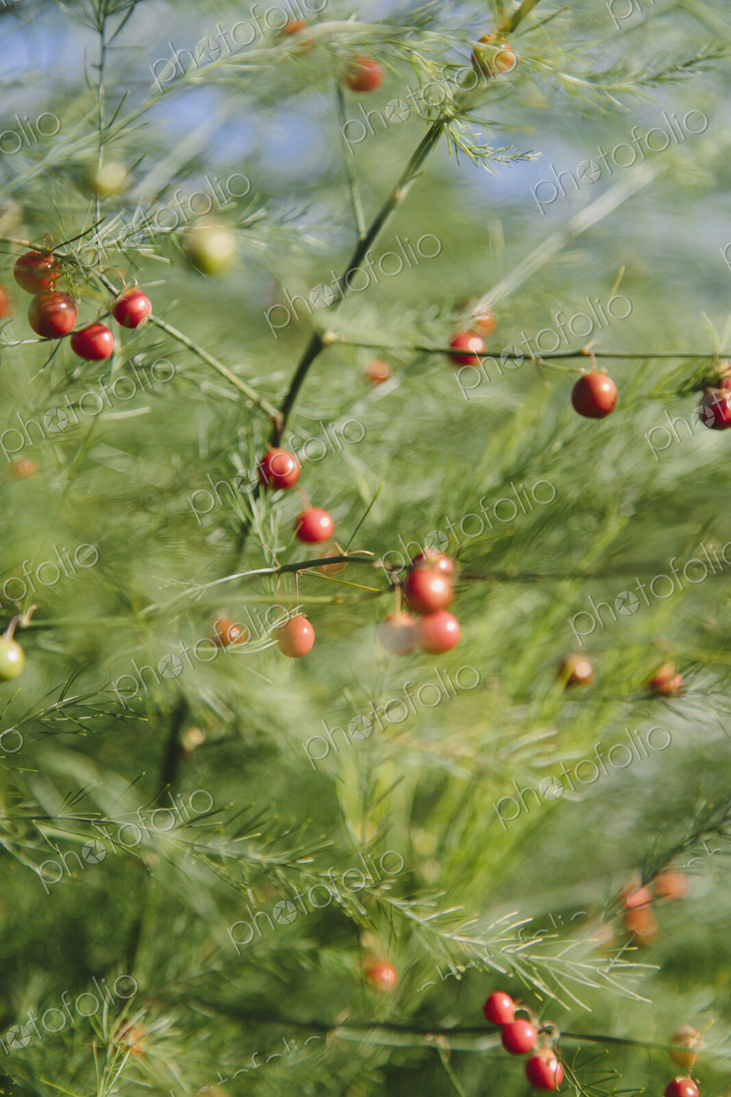 An asparagus plant, Asparagaceae, with tall stalks and light green ferny foliage. Red…
