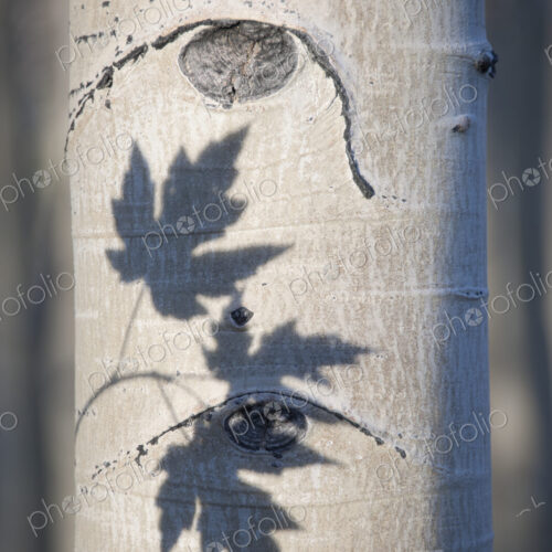 An aspen tree with smooth white bark. The outline shadow of three maple leaves on the…