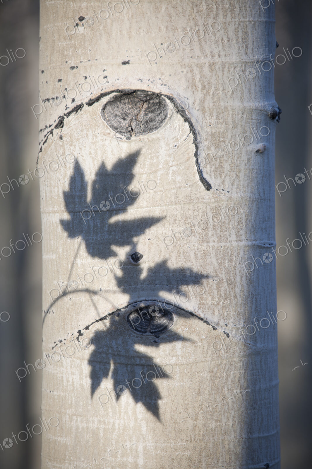 An aspen tree with smooth white bark. The outline shadow of three maple leaves on the…