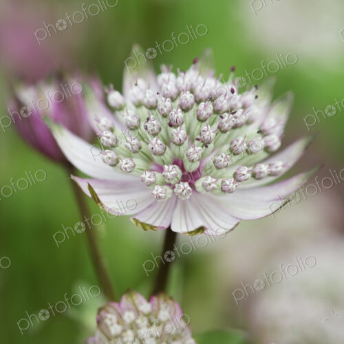 An astrantia flowering plant in a cottage garden with delicate flowerheads.