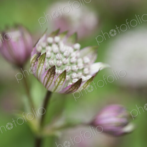 An astrantia flowering plant in a cottage garden with delicate flowerheads.